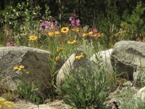 rock garden (Summer)