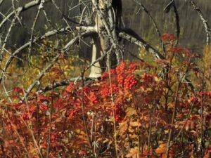 22 Mt ash (Perkins Peak 10th Oct.)