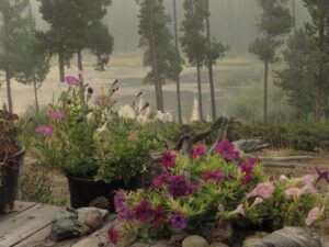 smoke from deck (Summer)