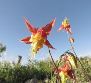 3 aquelegia (Perkins Peak July 1)