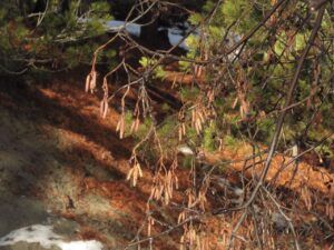 5 alder (Winter comes (or tries to.))