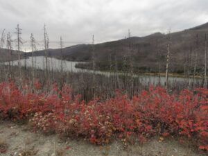 6 roses (Perkins Peak 10th Oct.)