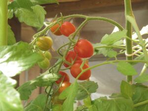 5 tomatos (Summer)