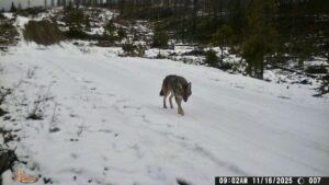 7 coyote (Winter comes (or tries to.))