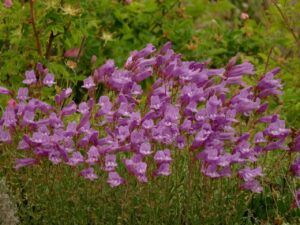 6 penstemon (June 2025)