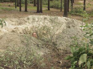 7 drain hole deepest (Summer)