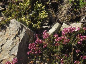 7 heathers (Perkins Peak July 1)