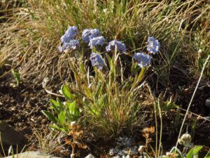 8 forgetmenot (Perkins Peak July 1)