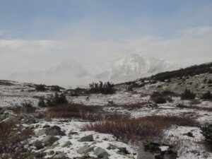 8 subalpine (Perkins Peak 10th Oct.)
