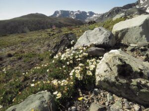 8 avens (Perkins Peak July 1)