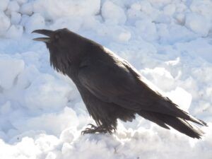 9 panhandler2 (Winter comes (or tries to.))