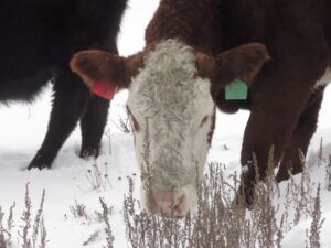 cows in yard (Winter comes (or tries to.))