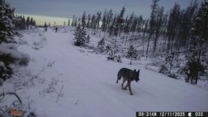 jade and sitka walking (Winter comes (or tries to.))