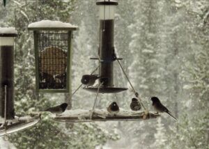 more snow juncos (The Non-Winter – Almost.)