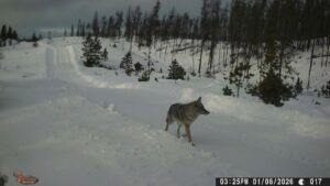 coyote best 6 jan (The Non-Winter – Almost.)